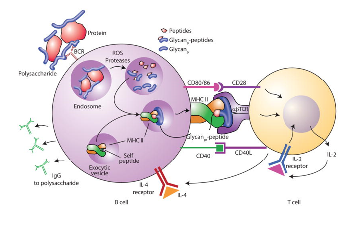 Mechanism of action for conjugate vaccines