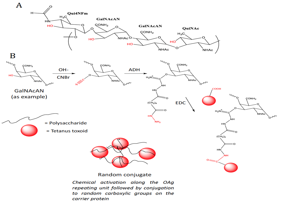 Synthesis of a Glycoconjugate Vaccine
