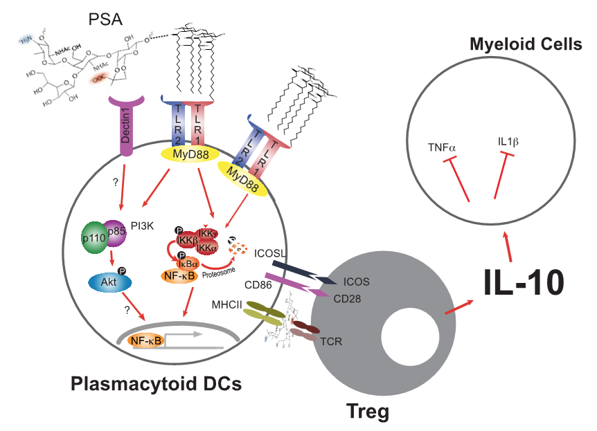Working model for PSA induced immunomodulation